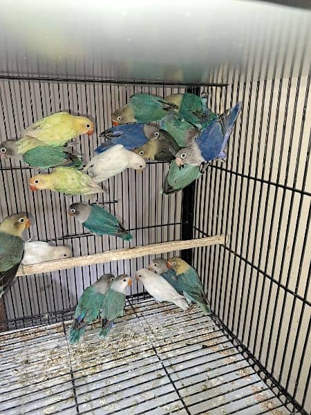 all type love birds for sale 1