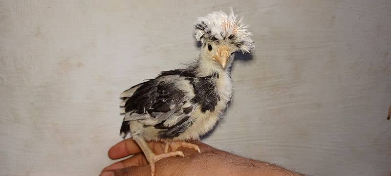 gholden havey buf white havey buf Cochin chicken 5