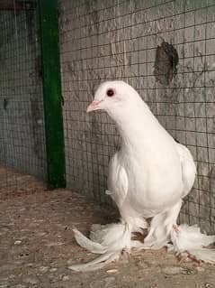 fancy pigeon