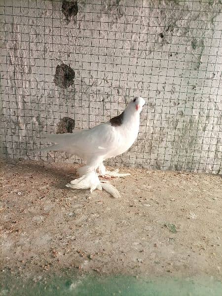 fancy pigeon 3