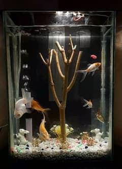 Aquarium with fish, video available on WhatsApp contact:03228707735