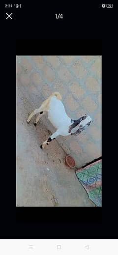 Bakra for sale age 7 months 03162918168