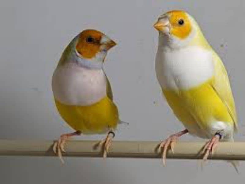 golden finches 4