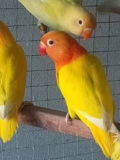 some love bird for sale 0