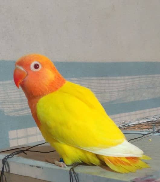 some love bird for sale 1