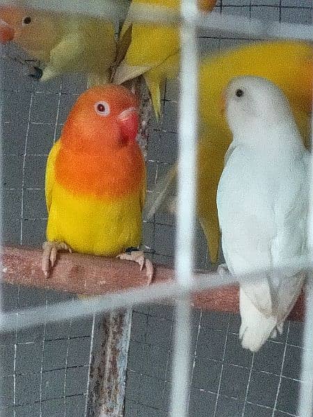 some love bird for sale 2