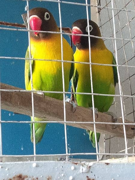 some love bird for sale 3