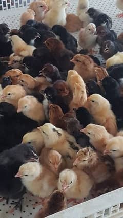 Golden misri silver golden Australorp one day chicks available