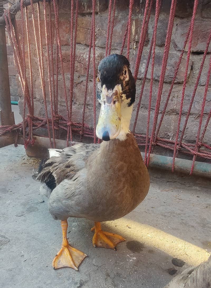 Desi Duck 2 male 1 female 3