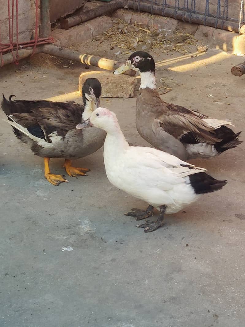 Desi Duck pair male female 4