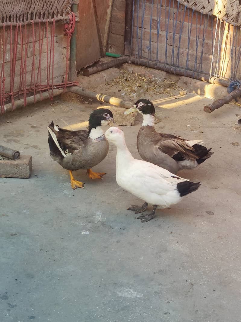 Desi Duck pair male female 5
