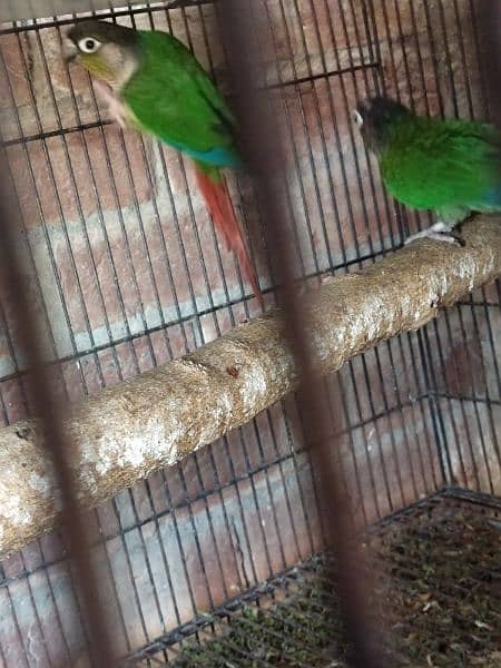 green conure breeding pair for sale DNA paper ke sath call 03266007569 1