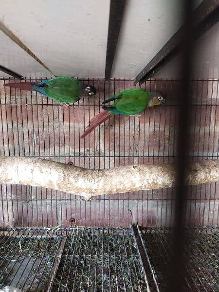 green conure breeding pair for sale DNA paper ke sath call 03266007569 3