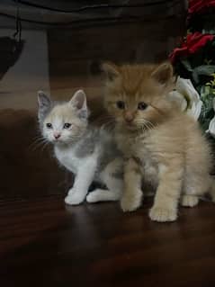 Persian kittens . punch face 0