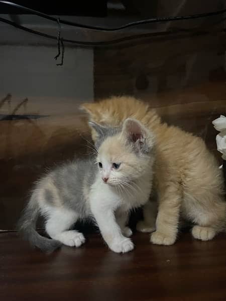Persian kittens . punch face 2