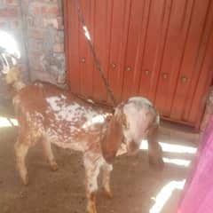 Dogali Bakri (Phat) For sale