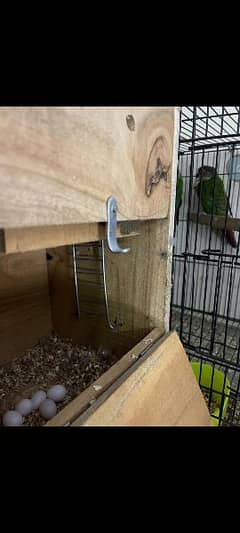 conures breeder pair with eggs