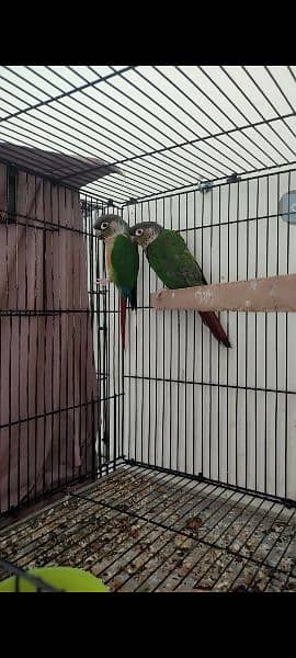 conures breeder pair with eggs 1