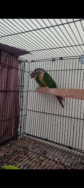 conures breeder pair with eggs 2