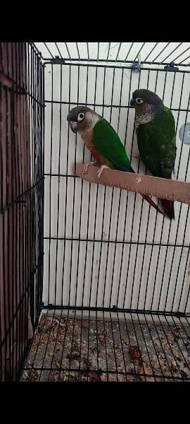 conures breeder pair with eggs 3