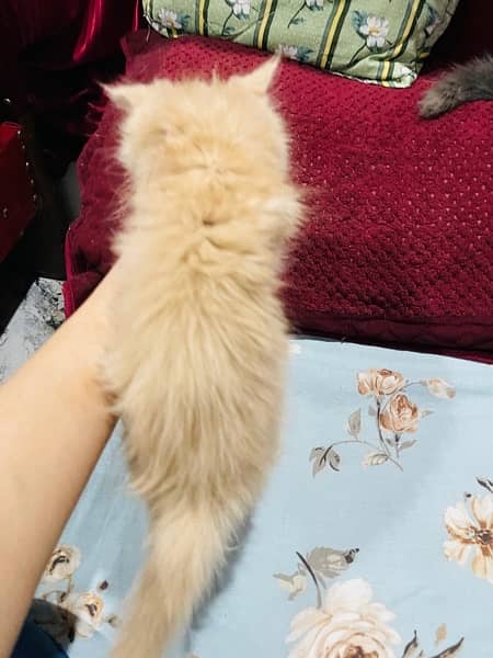 Persian kittens 10