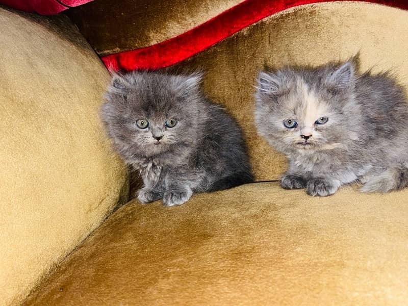 Persian kittens 4