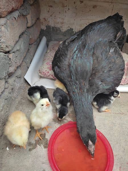 Aseel Hen , With 6 corss Chicks 0