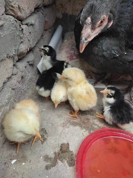 Aseel Hen , With 6 corss Chicks 1