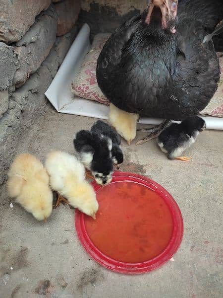 Aseel Hen , With 6 corss Chicks 5