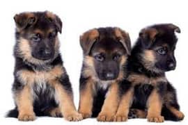 German shepherd puppies available 0