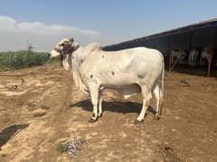 Finest Cattle Bachra in Town (Bulls & Cows) 0