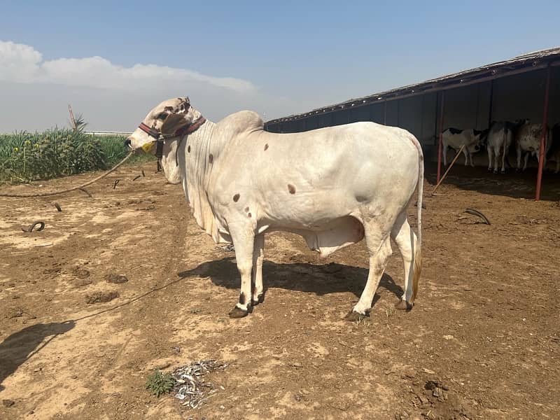 Finest Cattle Bachra in Town (Bulls & Cows) 0