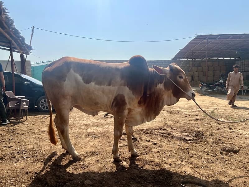 Finest Cattle Bachra in Town (Bulls & Cows) 4