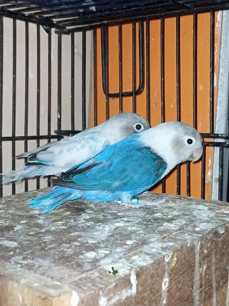 2 Breeder pairs of Love Birds 0