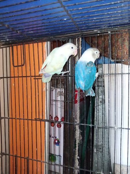2 Breeder pairs of Love Birds 5