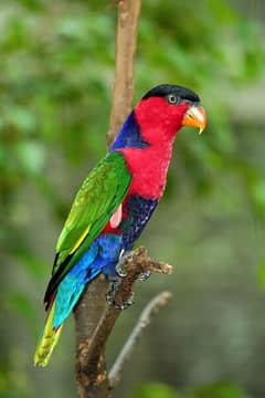 Parrot Talking Tamed fly Lories