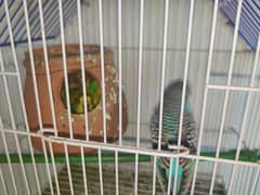 Budgie pairs and lovebirds for sale