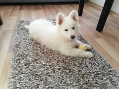 White shepherd puppies are available here