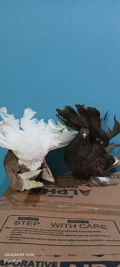 American lake pigeon with eggs sahiwal