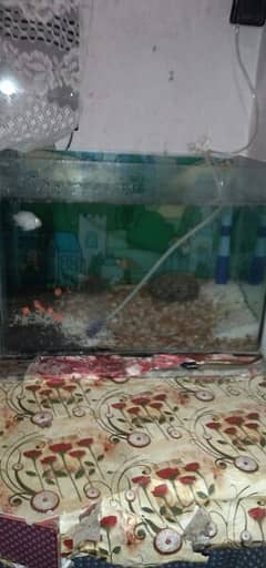 Aquarium 1x1.5 saf peace Hy