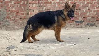 German shepherd female available here for sale