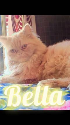 persian cat adult breeder female 1year 5month