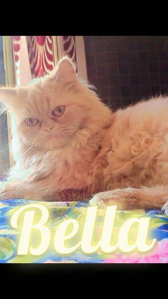 persian cat adult breeder female 1year 5month 0