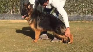 German shepherd male 9 months old available here