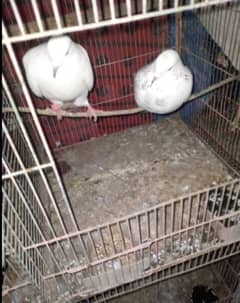 pairs pigeons