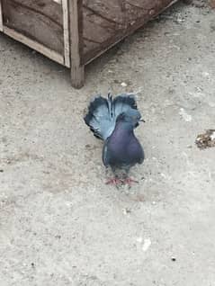 black lucky pigeon for sale. . . young and healthy. . lucky kabutar 0