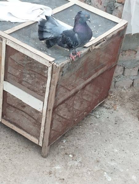black lucky pigeon for sale. . . young and healthy. . lucky kabutar 1