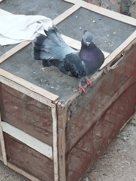 black lucky pigeon for sale. . . young and healthy. . lucky kabutar 2