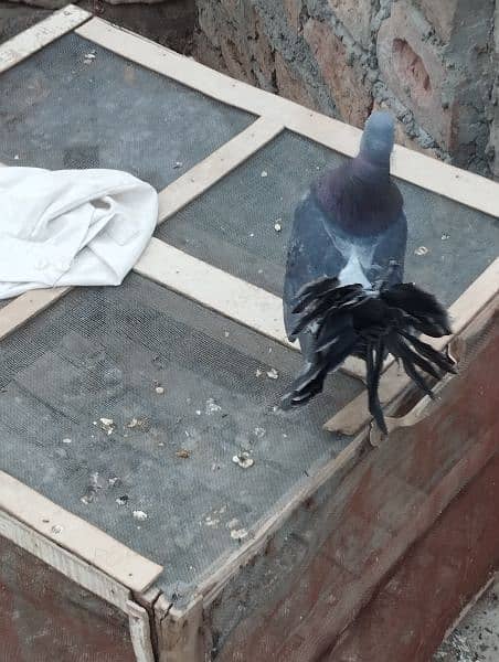black lucky pigeon for sale. . . young and healthy. . lucky kabutar 3