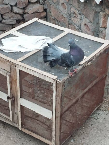 black lucky pigeon for sale. . . young and healthy. . lucky kabutar 4